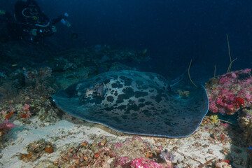 Huge marbled ray, camera diver behind