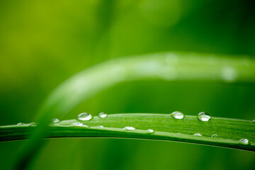 Green plants after rain, drops on stems