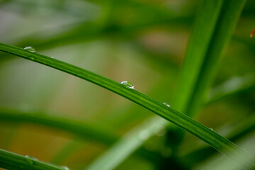 Obraz premium Green plants after rain, drops on stems