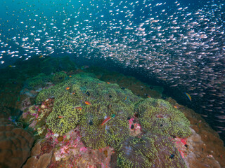 Sea anemone and school of Glassfish