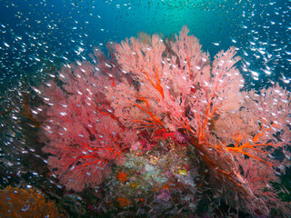 Knotted fan coral and school of Glassfish