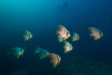 Fototapeta na wymiar School of Teira Batfish in the blue