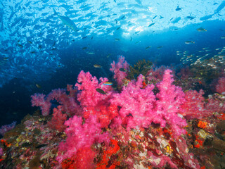 Fototapeta na wymiar Pink tree corals, schooling fish overhead