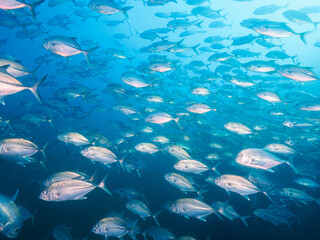 A massive school of Bigeye trevally