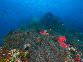 Sea anemone garden with soft corals