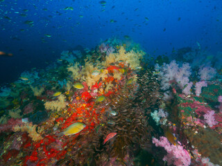 Obraz na płótnie Canvas Coral bommie with school of Glassfish