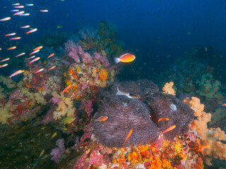 Sea anemone on coral bommie