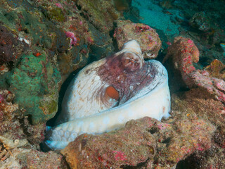 Reef octopus lurking under the coral © Mayumi.K.Photography