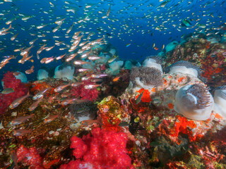 Red soft corals, sea anemone and school of Glassfish