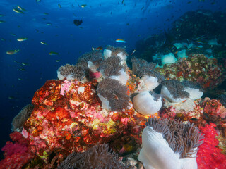 Naklejka na ściany i meble Sea anemone garden with soft corals