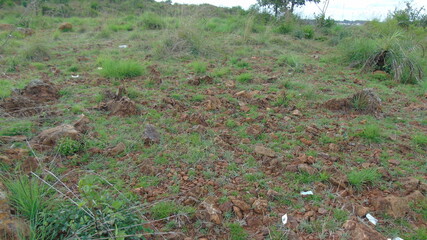 grass in the meadow