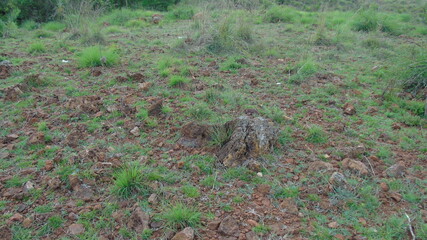 squirrel on the ground