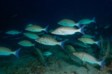 School of Longnosed emperor hunting