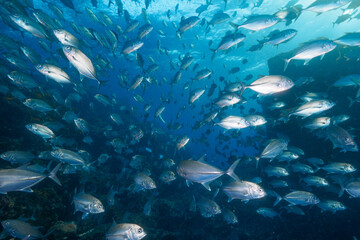 A massive school of Bigeye trevally