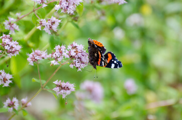 Butterfly admiral sucks nectar on thyme, sunny day