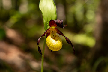 Lady`s Slipper Orchid (Cypripedium calceolus)