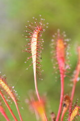 The sticky leaves of a Drosera anglica great sundew plant 