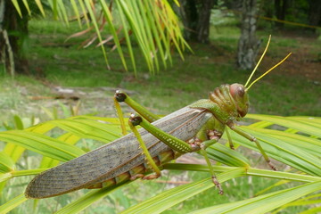 Giant South American grasshopper (Tropidacris violaceus), Amazon rainforest near Manaus, Brazil