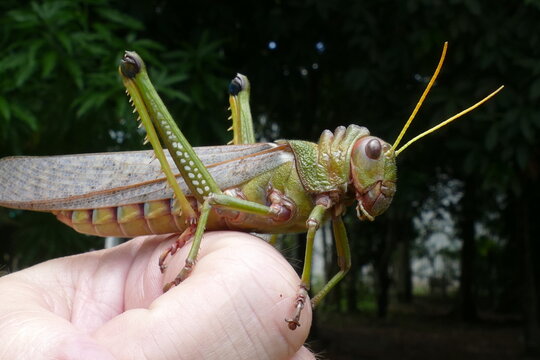 Giant South American grasshopper (Tropidacris violaceus) sitting on the back of the hand, Amazon rainforest near Manaus, Brazil