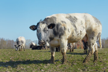 Fototapeta premium Fat black white cow in the meadow against a blue sky