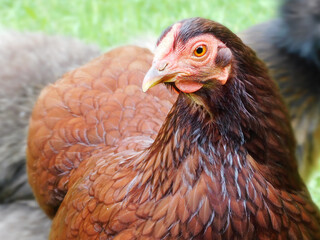 Rote Deutsche Zwerg Wyandotte