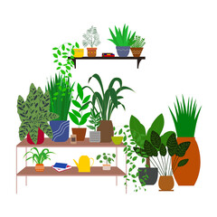 Lots of houseplants standing on the floor, shelf and table in ceramic pots. Collection of plants for home and office decoration. Flat illustration. Different sized season flowers. Greenhouse plants.