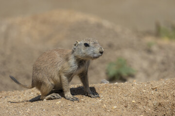 Naklejka na ściany i meble Black-tailed prairie dog (Cynomys ludovicianus), small rodent. Ground squirrel in nature habitat. Portrait .