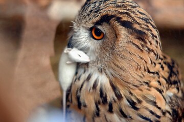 чем питаются совы