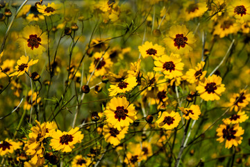 field of yellow flowers