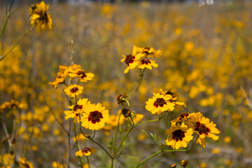 field of yellow flowers