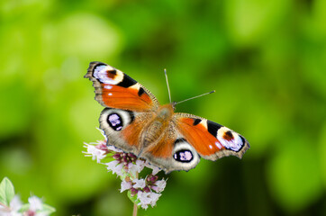 Fototapeta na wymiar peacock eye butterfly sucks nectar on thyme, sunny day