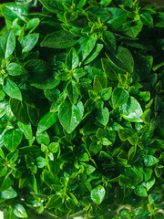 wet leaves of green basil close-up - food background