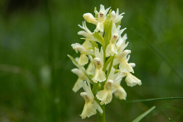 Elder-flowered Orchid (Dactylorhiza sambucina) in natural habitat