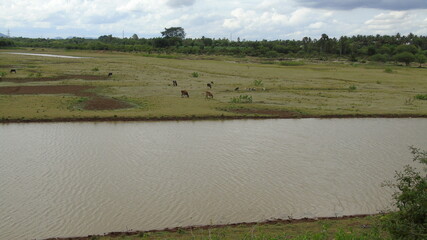 landscape with cows