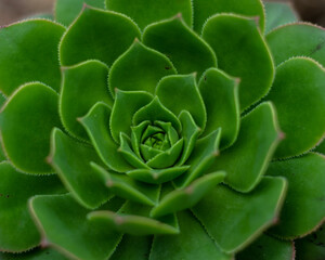 Echeveria succulent flowering plants