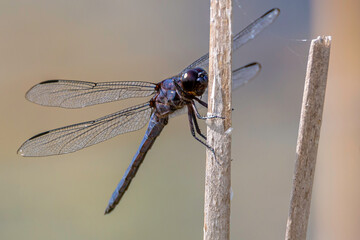 Another Dragonfly Closeup