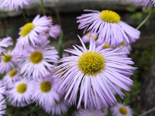 Obraz premium daisies in the garden