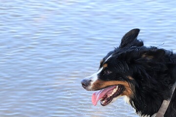An energetic bernese shepherd dog is running on the water on a warm, sunny summer day. Lots of copy space.