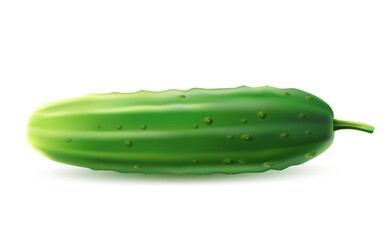 Vector realistic cucumber green haulm leaf flower