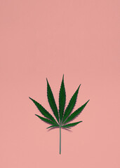 Top view of the leaves of the cannabis plant hemp on a pink background