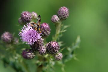 Goldschildfliege auf Distelblüte im Sommer 2020 im Westerwald in Rheinland-Pfalz - Stockfoto