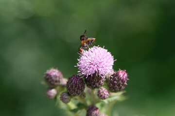 Goldschildfliege auf Distelblüte im Sommer 2020 im Westerwald in Rheinland-Pfalz - Stockfoto