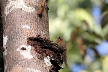 Fototapeta premium Plain Pigmy Squirrel (Exilisciurus exilis) - ボルネオコビトリス
