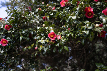 椿の花