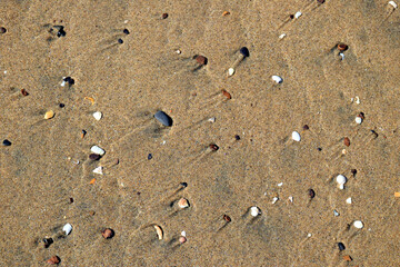 Sea beach sand background