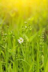 Nature Background with fresh green grass and flowers in field meadow in sunlight with beautiful bokeh effect