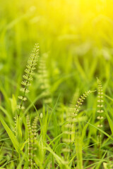 Nature Background with fresh green grass and plants in sunlight with beautiful bokeh effect