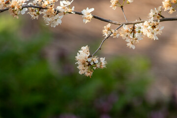 cherry blossom in spring