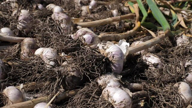the farmer&rsquo;s hand puts freshly picked garlic heads to dry. garlic crop
