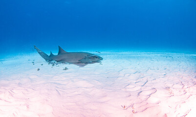 Nurse shark at the Bahamas